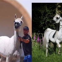 Cavalla Araba Egiziana gravida