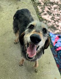 Porthos 5 anni segugio