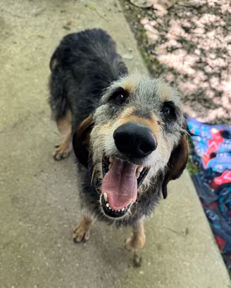 Porthos 5 anni segugio