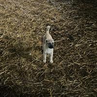 Cucciola kangal