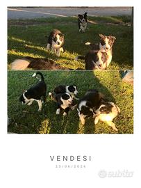 Cuccioli border collie