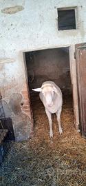 Montone Appeninico