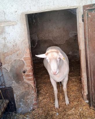 Montone Appeninico