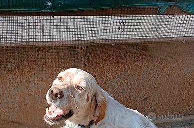 Setter inglese