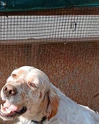 Setter inglese