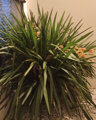 Orchidea Cymbidium