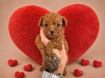 Cuccioli barboncino nano red
