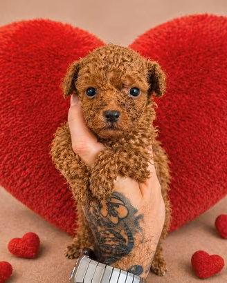 Cuccioli barboncino nano red