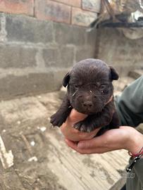 Cuccioli di Labrador