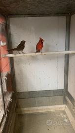 Cardinale rosso