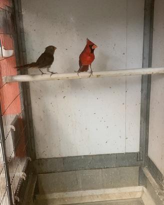 Cardinale rosso