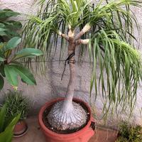 Pianta Nolina recurvata.