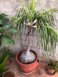 Pianta Nolina recurvata.