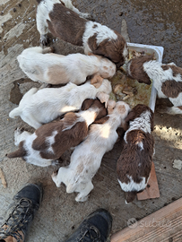 Cuccioli di spinone