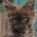 Cuccioli gatto Maine Coon