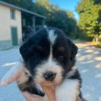Cucciolo di Pastore Australiano con pedigree