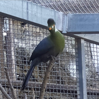 Turaco guance bianche