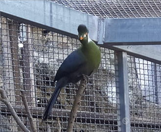 Turaco guance bianche