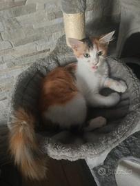 gattina pelo lungo 3 mesi