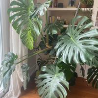 Pianta monstera