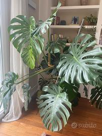 Pianta monstera