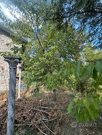 Alberi da frutto