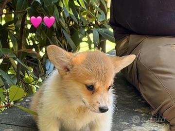 Cucciola Corgi