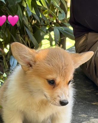 Cucciola Corgi