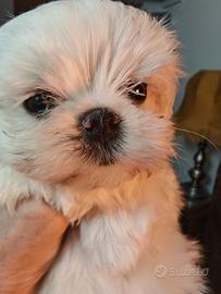 Cuccioli maltese