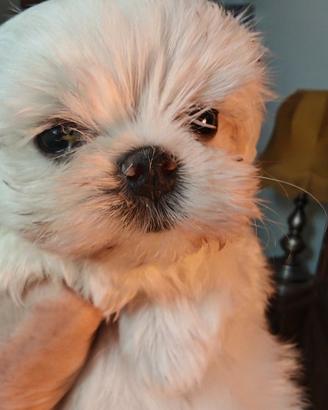Cuccioli maltese