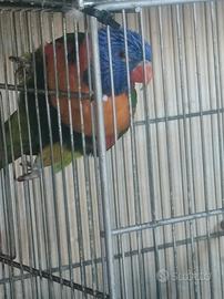 Pappagalli parlanti