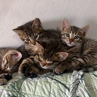 Gattini incrocio tra Bengala e Europeo tigrato