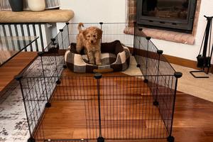 Recinto cani piccoli o altri animali