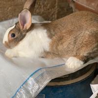 Conigli riproduttori