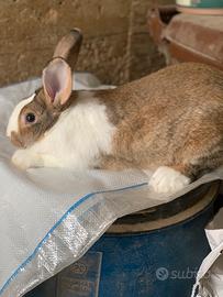 Conigli riproduttori