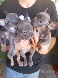 cuccioli di bulldog francese 
