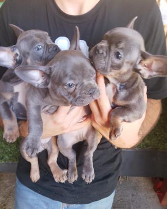 cuccioli di bulldog francese 