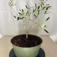 Ulivo prebonsai