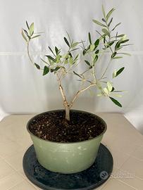 Ulivo prebonsai
