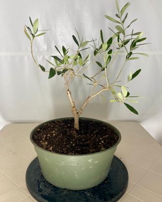 Ulivo prebonsai