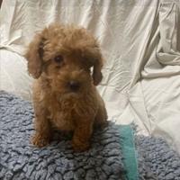 Cuccioli di barboncini mini toy M e F