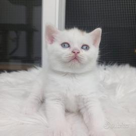 Cucciolo British shorthair