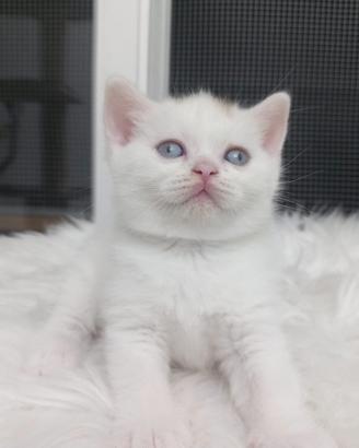 Cucciolo British shorthair