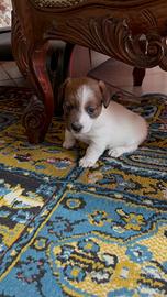 Cuccioli di Jack Russell broken