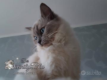 Ragdoll femmina con pedigree