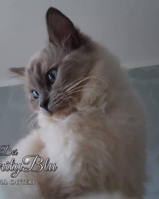 Ragdoll femmina con pedigree