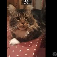 Monta Maine coon