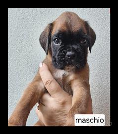 Boxer cuccioli fulvi e tigrati