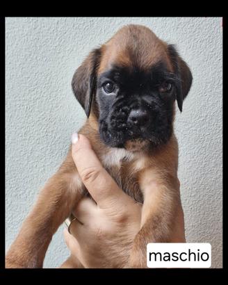 Boxer cuccioli fulvi e tigrati