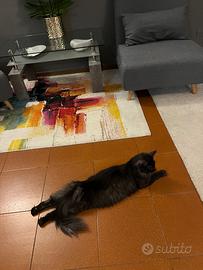 Gatto main coun
